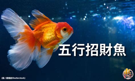 魚 數量|養魚招財：最佳魚隻數量